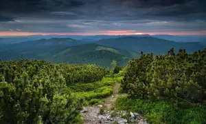 Szlak przez kosodrzewiny na hali miziowej. Pogoda zapowiada burzę, ale zachód słońca maluje niebo na różowo.