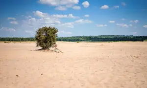 Pustynia Błędowska atrakcje: kobieta odpoczywa w cieniu samotnego drzewa na piaszczystej równinie, pod błękitnym niebem z chmurami.
