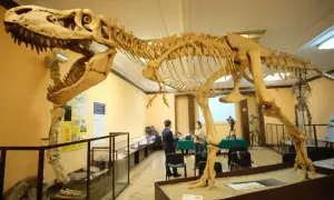 Szkielet dinozaura w muzeum, przypominający o śladach dinozaurów w Polsce. W tle dwie osoby i sprzęt filmowy.
