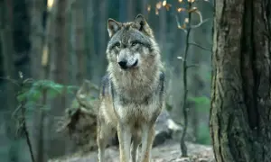 Wilk w lesie, czujny i gotowy. Jak odstraszyć wilka w lesie? Zachowaj spokój i nie panikuj.