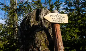 Drewniany drogowskaz "Pieczątka 30 metrów czupel" wskazuje drogę przez las.