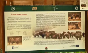 Żubry w Bieszczadach: historia powrotu króla puszczy. Zagroda aklimatyzacyjna w Stuposianach.