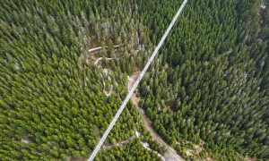 Długi, wąski sky bridge przecina gęsty las świerkowy. Widać ludzi spacerujących po moście.