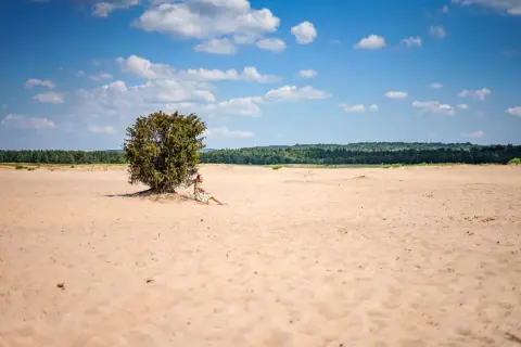 Pustynia Błędowska atrakcje: kobieta odpoczywa w cieniu samotnego drzewa na piaszczystej równinie, pod błękitnym niebem z chmurami.