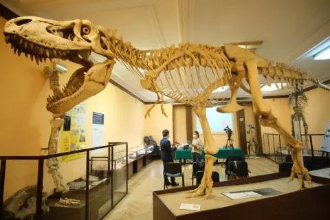 Szkielet dinozaura w muzeum, przypominający o śladach dinozaurów w Polsce. W tle dwie osoby i sprzęt filmowy.