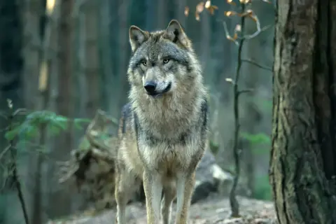 Wilk w lesie, czujny i gotowy. Jak odstraszyć wilka w lesie? Zachowaj spokój i nie panikuj.