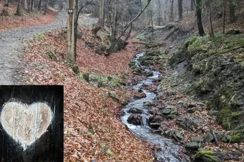 Leśna ścieżka w jesiennych liściach prowadzi do strumienia. Na drzewie widnieje białe serce, znak szlaku białych serc.