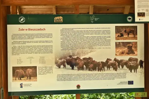Żubry w Bieszczadach: historia powrotu króla puszczy. Zagroda aklimatyzacyjna w Stuposianach.