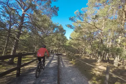 Rowerzystka przemierza drewniany pomost w lesie sosnowym. Piękne słowiński park narodowy trasy rowerowe zachęcają do aktywnego wypoczynku.
