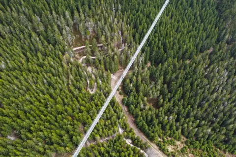Długi, wąski sky bridge przecina gęsty las świerkowy. Widać ludzi spacerujących po moście.