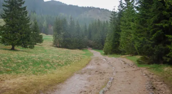 Droga przez las w stronę Kalatówki. Ile się idzie? To zależy od tempa, ale widok jest wart każdego kroku.