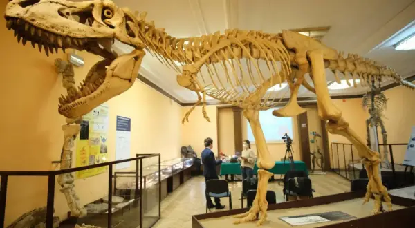 Szkielet dinozaura w muzeum, przypominający o śladach dinozaurów w Polsce. W tle dwie osoby i sprzęt filmowy.