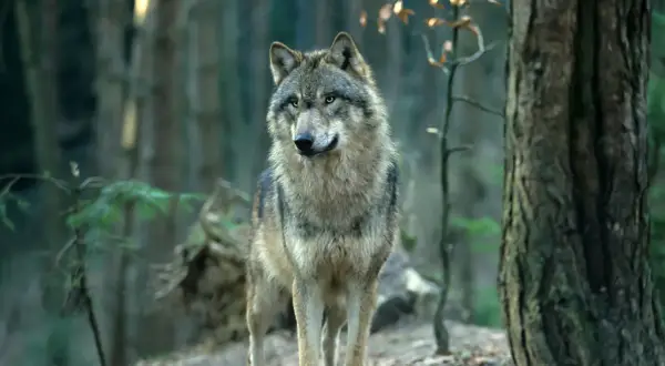 Wilk w lesie, czujny i gotowy. Jak odstraszyć wilka w lesie? Zachowaj spokój i nie panikuj.