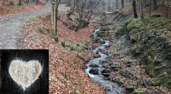 Leśna ścieżka w jesiennych liściach prowadzi do strumienia. Na drzewie widnieje białe serce, znak szlaku białych serc.