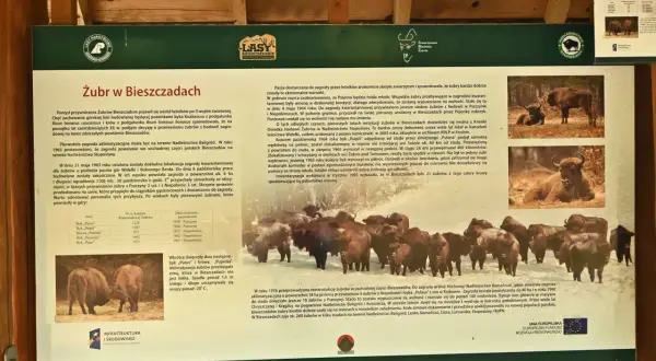 Żubry w Bieszczadach: historia powrotu króla puszczy. Zagroda aklimatyzacyjna w Stuposianach.