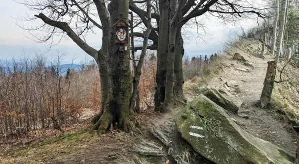 Kapliczka na drzewie wita wędrowców na najładniejszym szlaku na Leskowiec. Kamienie i korzenie tworzą malowniczą ścieżkę.