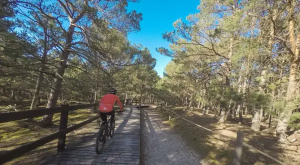 Rowerzystka przemierza drewniany pomost w lesie sosnowym. Piękne słowiński park narodowy trasy rowerowe zachęcają do aktywnego wypoczynku.