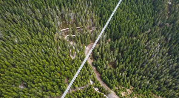 Długi, wąski sky bridge przecina gęsty las świerkowy. Widać ludzi spacerujących po moście.