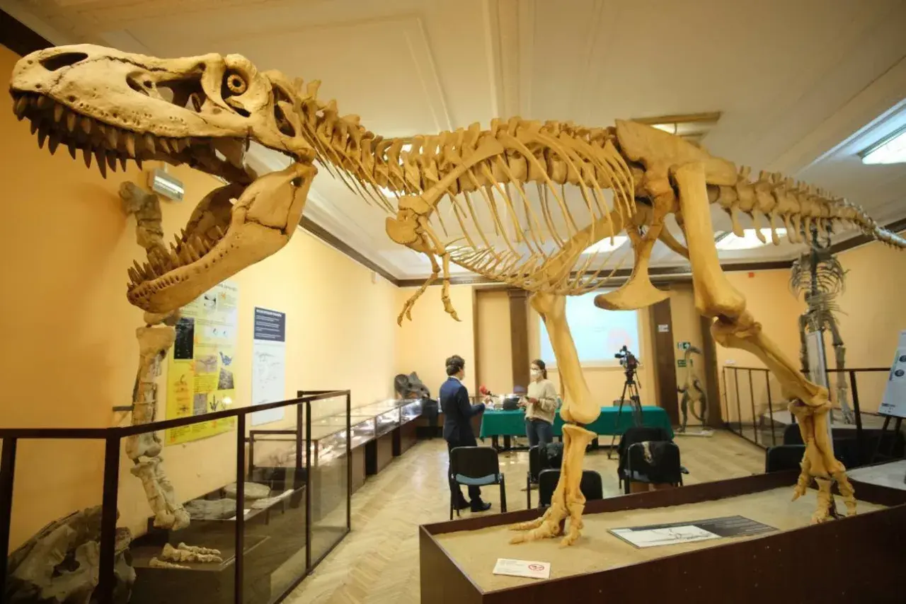 Szkielet dinozaura w muzeum, przypominający o śladach dinozaurów w Polsce. W tle dwie osoby i sprzęt filmowy.