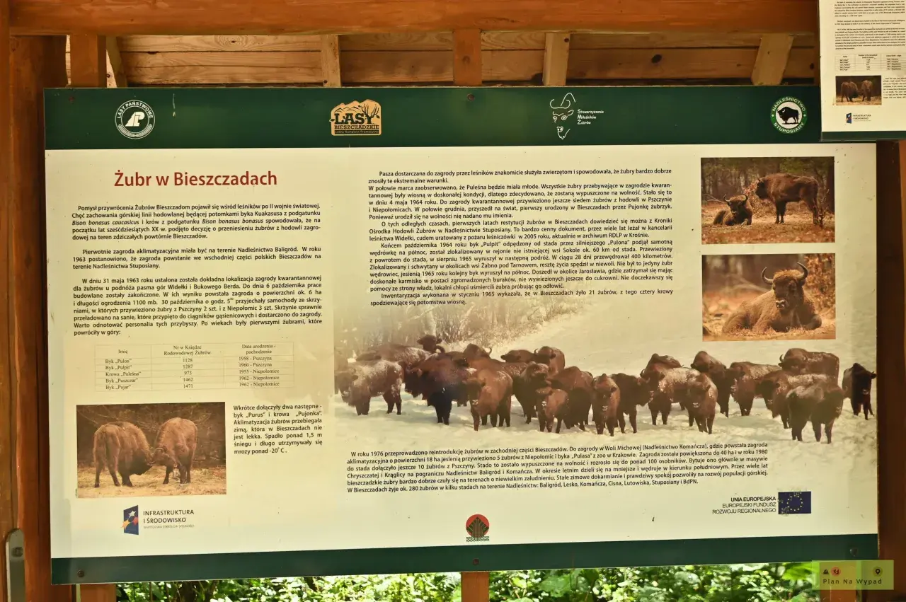 Żubry w Bieszczadach: historia powrotu króla puszczy. Zagroda aklimatyzacyjna w Stuposianach.