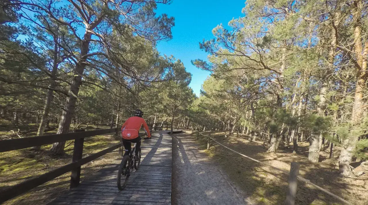 Rowerzystka przemierza drewniany pomost w lesie sosnowym. Piękne słowiński park narodowy trasy rowerowe zachęcają do aktywnego wypoczynku.