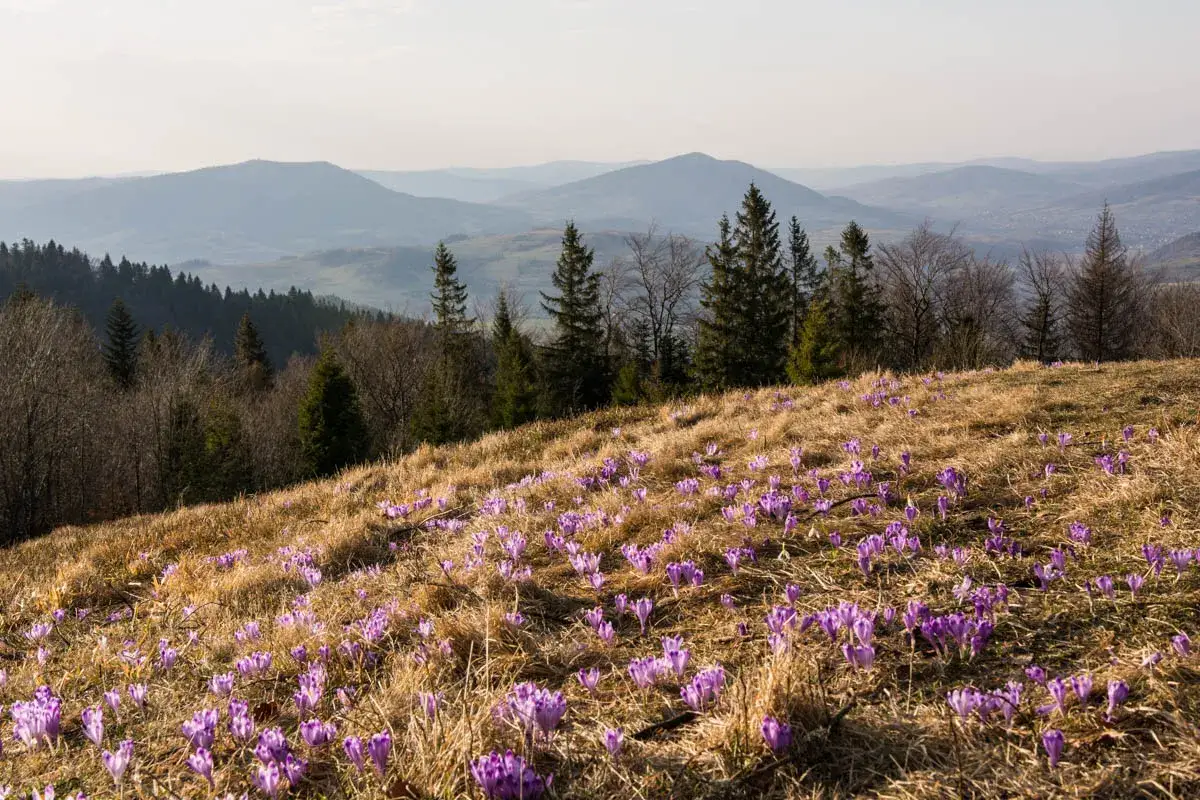 Wiosna na Turbaczu. Fioletowe krokusy kwitną na zboczu, a w tle widać łagodne pasma górskie.