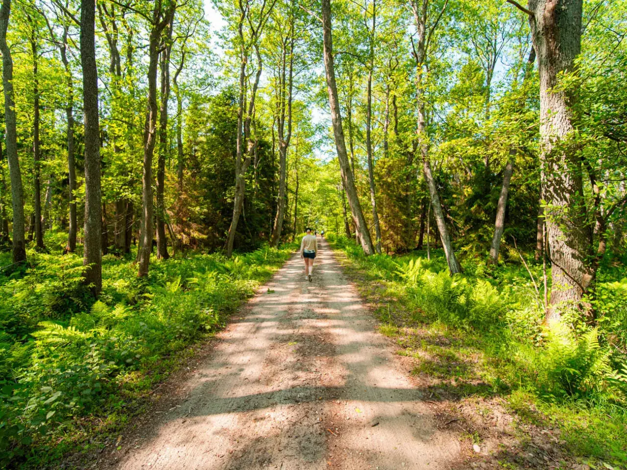 Ścieżka przez las w Słowińskim Parku Narodowym, idealna na słowiński park narodowy trasy rowerowe. Zieleń paproci i drzew tworzy malowniczy krajobraz.
