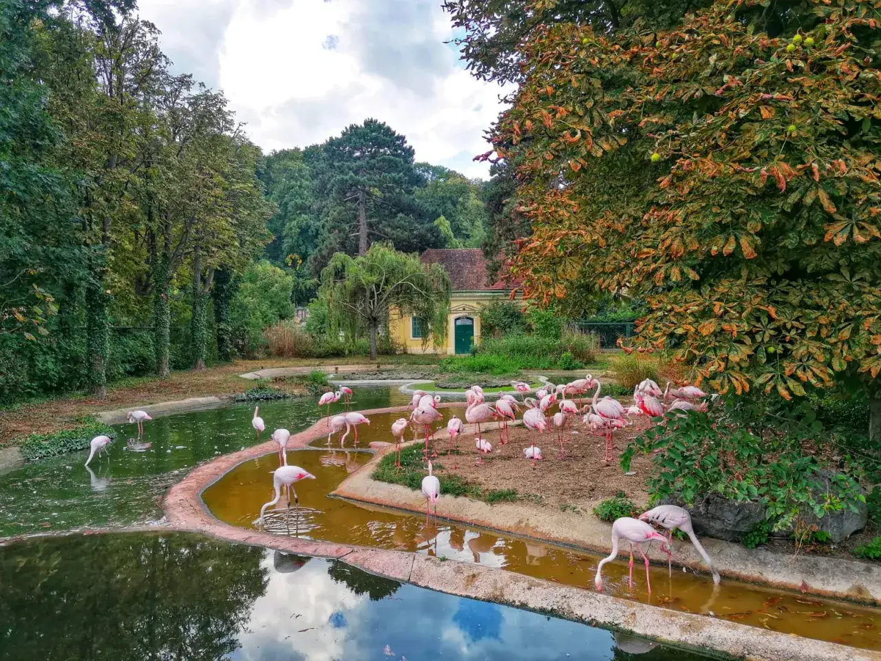 Wiedeń co zwiedzić? W zoo Tiergarten Schönbrunn, wśród zieleni, flamingi brodzą w wodzie. Uroczy widok!
