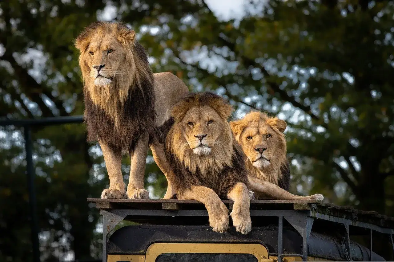 Trzy lwy na platformie, jedna z atrakcji Dvůr Kr&aacute;lov&eacute;. Kr&oacute;lewskie spojrzenie i majestatyczne grzywy.