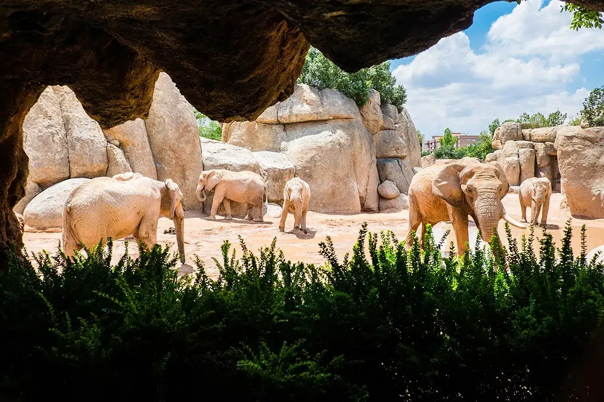 Słoń wędruje po wybiegu w zoo, jedna z atrakcji turystycznych Walencji.