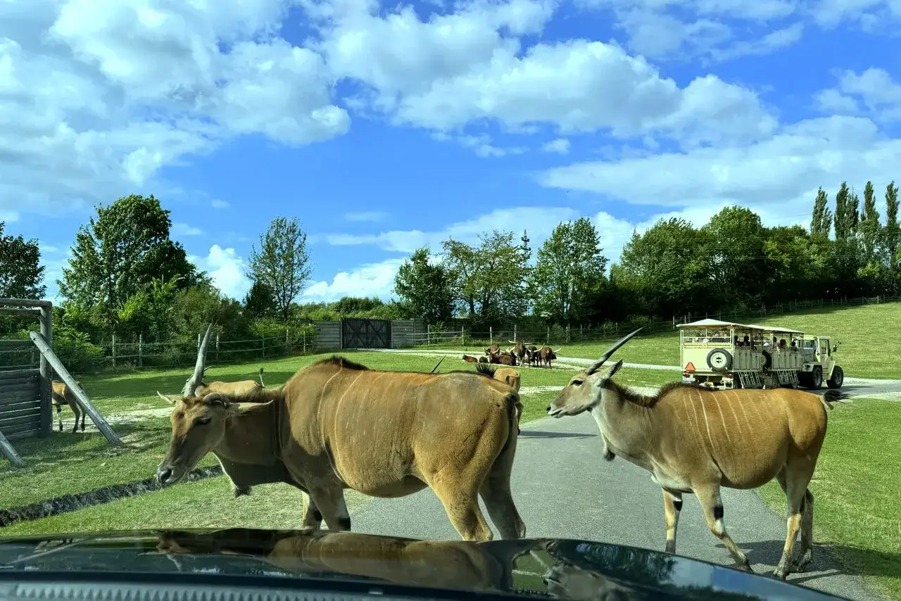 Antylopy na drodze, a w tle pojazd z turystami. Niezwykłe safari w Czechach, gdzie zwierzęta swobodnie spacerują.