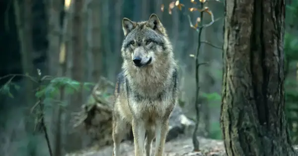 Wilk w lesie, czujny i gotowy. Jak odstraszyć wilka w lesie? Zachowaj spokój i nie panikuj.